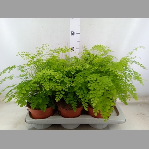 Adiantum raddi. 'Fragrans'