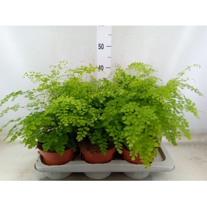 Adiantum raddi. 'Fragrans'