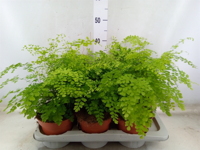 <h4>Adiantum raddi. 'Fragrans'</h4>