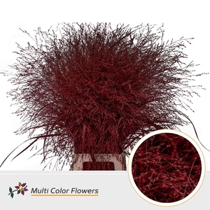 SIERGRAS COLORED RED