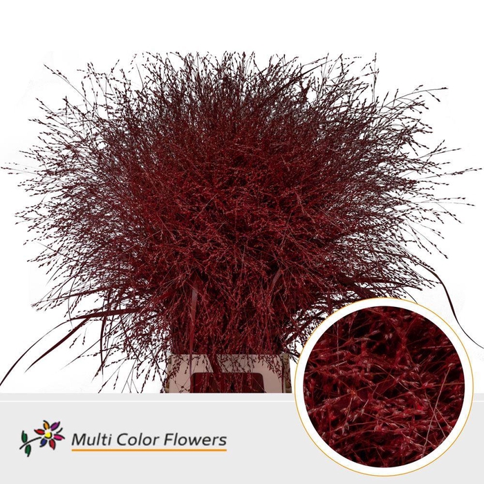 <h4>SIERGRAS COLORED RED</h4>