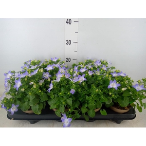 Campanula isoph. 'Berlin Bicolor'