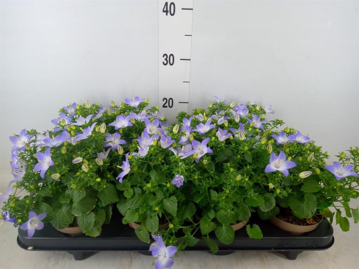 <h4>Campanula isoph. 'Berlin Bicolor'</h4>