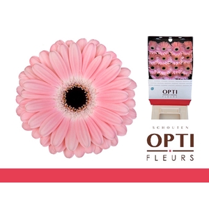 Gerbera Dulcie Diamond