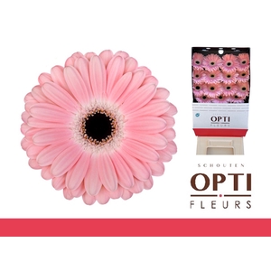 Gerbera Dulcie Diamond