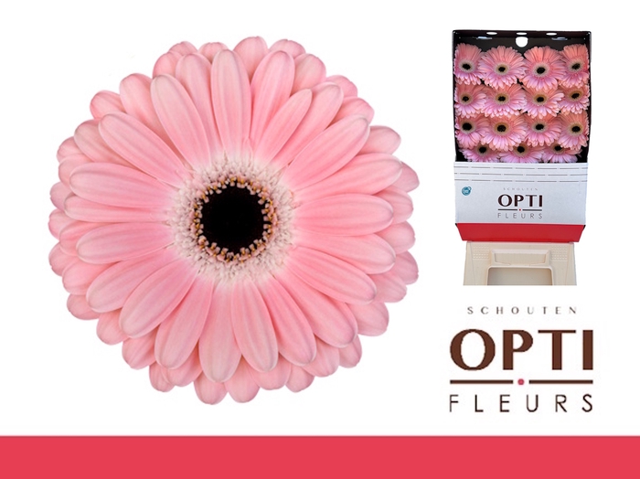 <h4>Gerbera Dulcie Diamond</h4>