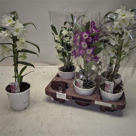 <h4>Dend Nobile 1-2 Branches</h4>