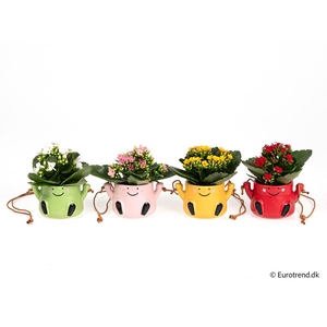 KALANCHOE BLOSSFELDIANA 'MINI'