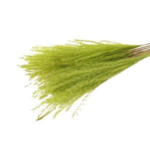 Bunch Fluffy Silver Grass 10pcs L75