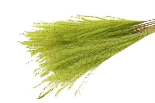 Bunch Fluffy Silver Grass 10pcs L75