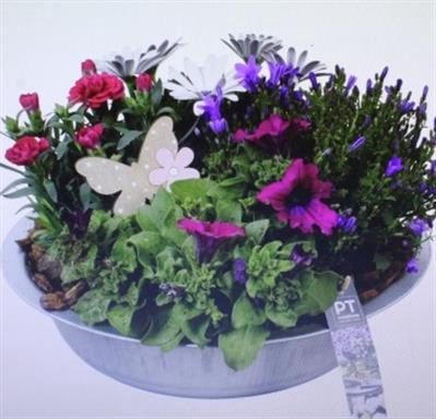<h4>2417 Zink Roze/paars</h4>