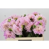 Dahlia Sweet Nathalie
