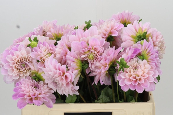Dahlia Sweet Nathalie