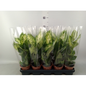 Dieffenbachia  'Compacta'