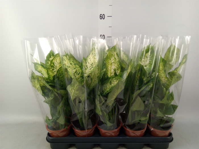<h4>Dieffenbachia  'Compacta'</h4>