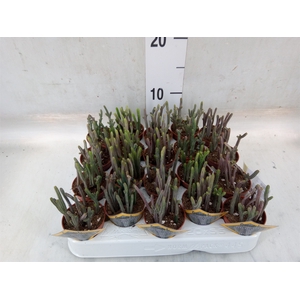 Crassula   ...