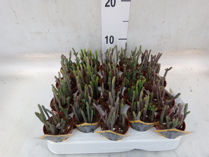 <h4>Crassula   ...</h4>