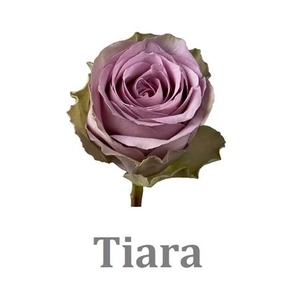 R Gr Tiara
