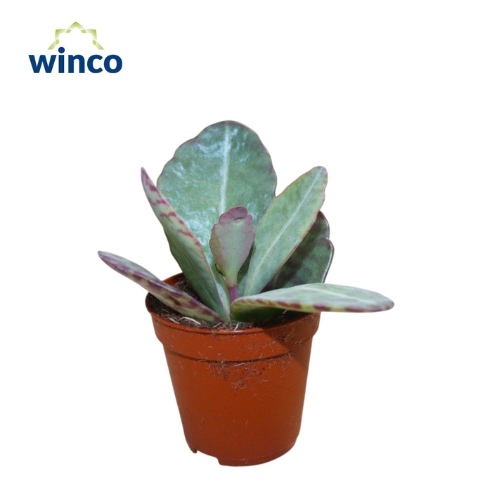 <h4>Kalanchoe Marmorata (leopard)</h4>