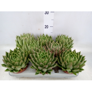 Echeveria agavoides