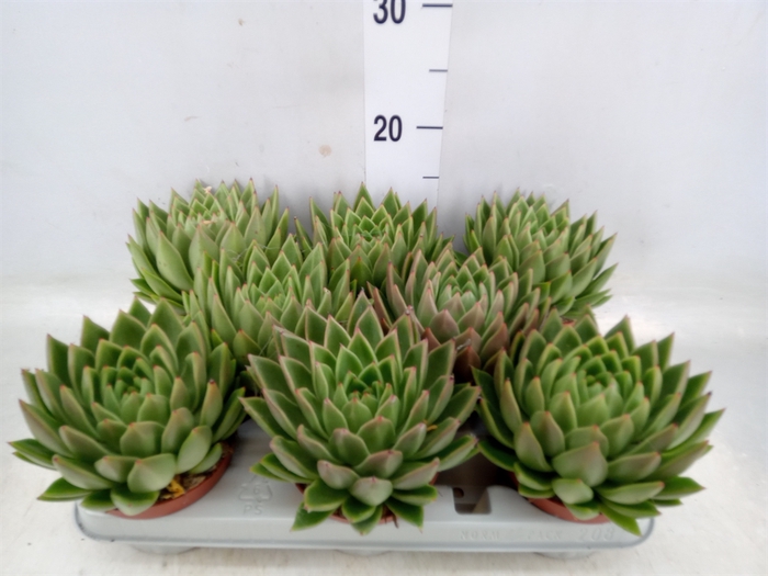 <h4>Echeveria agavoides</h4>