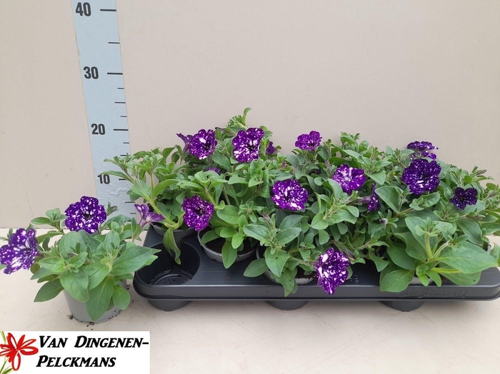 <h4>PET NIGHTSKY</h4>