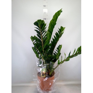 Zamioculcas zamiifolia