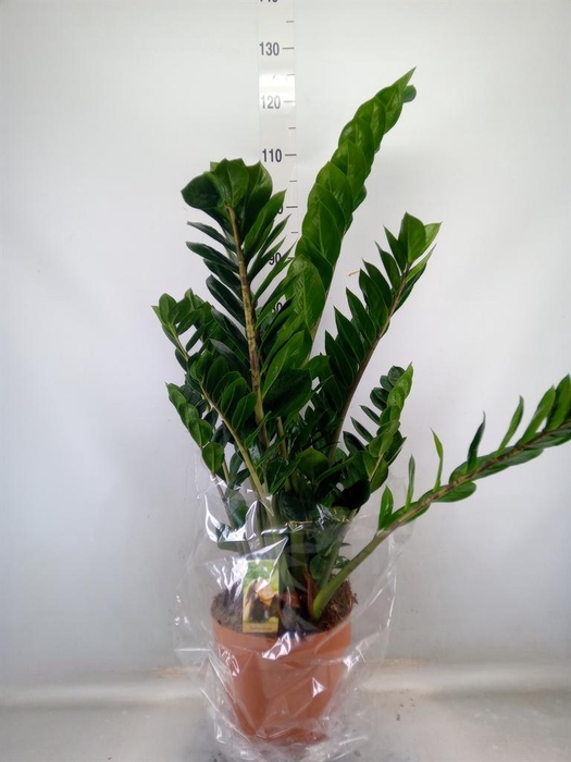 <h4>Zamioculcas zamiifolia</h4>
