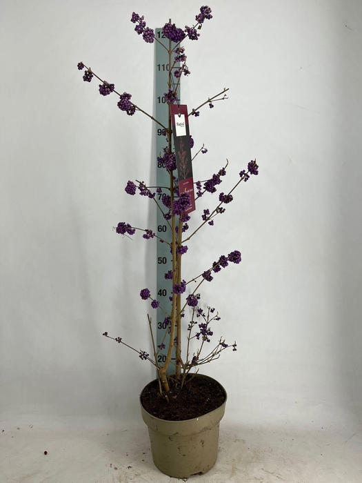 <h4>CALLIC BO PROFUSION</h4>