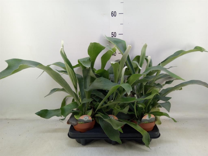 <h4>Platycerium bifurc.</h4>