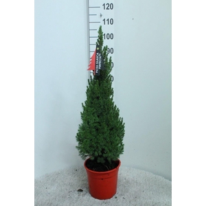 Picea glauca 'Perfecta'