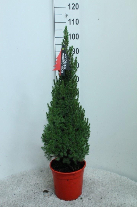 <h4>Picea glauca 'Perfecta'</h4>