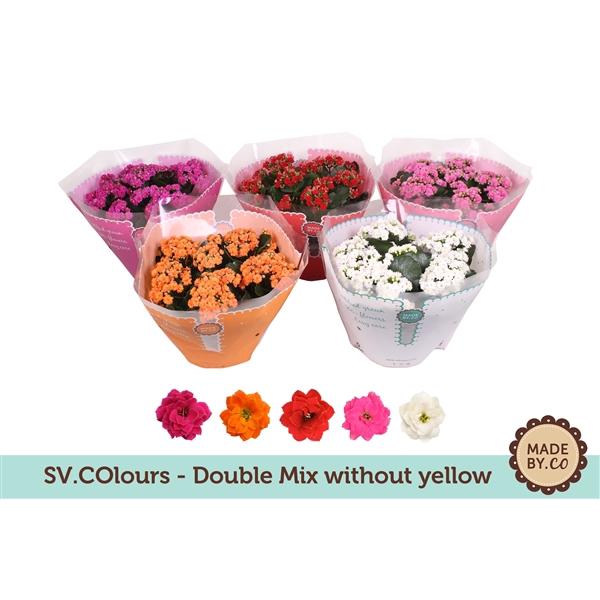Kalanchoë Double Mix in SV.COloursleeve - without yellow