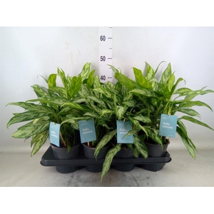 Aglaonema  'Silver Queen Compact'