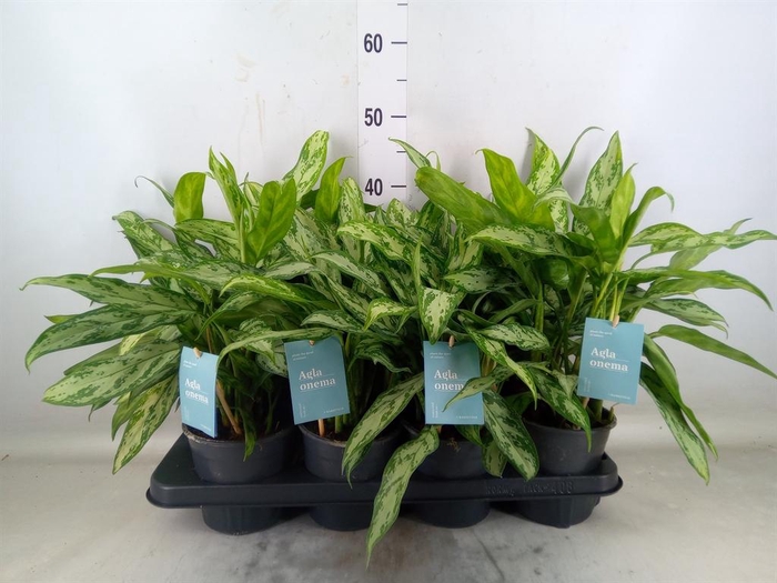 <h4>Aglaonema  'Silver Queen Compact'</h4>