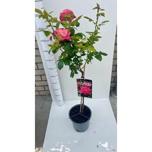 ROSA ST OV