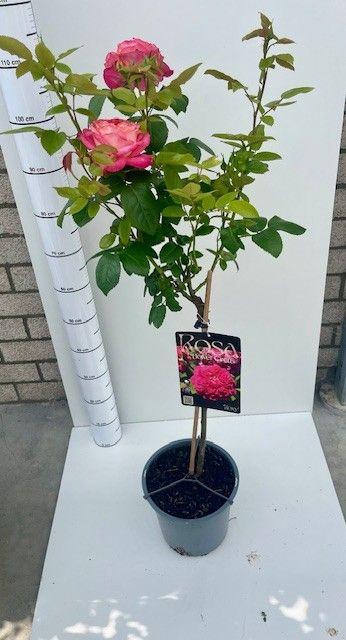 <h4>ROSA ST OV</h4>