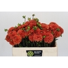 Dahlia Orange Fox