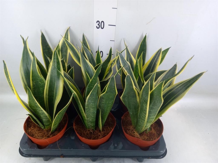 <h4>Sansevieria  'Star Canary'</h4>