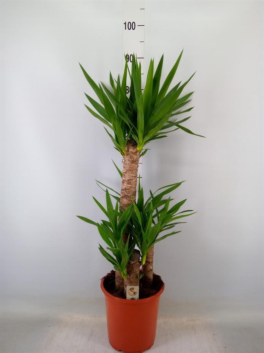 <h4>Yucca   ...</h4>