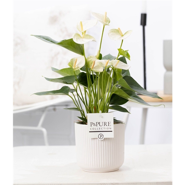 <h4>Anthurium white (Elido) in P&PURE Sophie cer. white</h4>