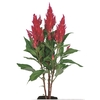 CELOSIA PLUMOSA CENTURY ROSE 060 CM