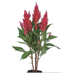 CELOSIA PLUMOSA CENTURY ROSE 070 CM