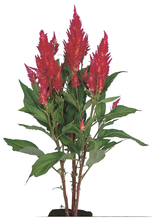 CELOSIA PLUMOSA CENTURY ROSE 070 CM