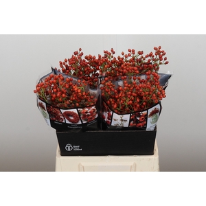 Rozenbottel Autumn Rosefruits