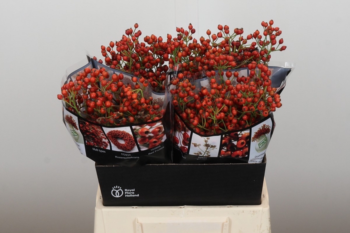 Rozenbottel Autumn Rosefruits