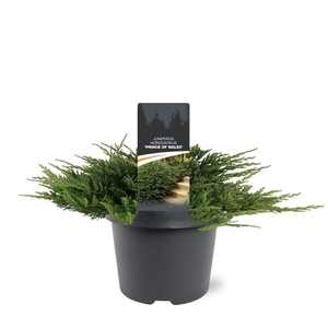 Juniperus hor. 'Prince of Wales 30-40 C3