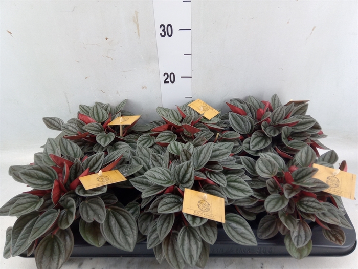 <h4>Peperomia caperata 'Santorini'</h4>