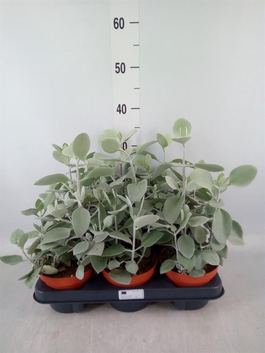 <h4>Kalanchoe NF   ...</h4>
