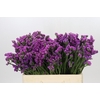 Limonium sinuatum Rosa Sun Birds